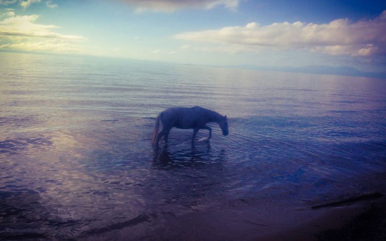 DavidSiqueiros_Daybreak_HorseInBelizeByDavidSiqueiros