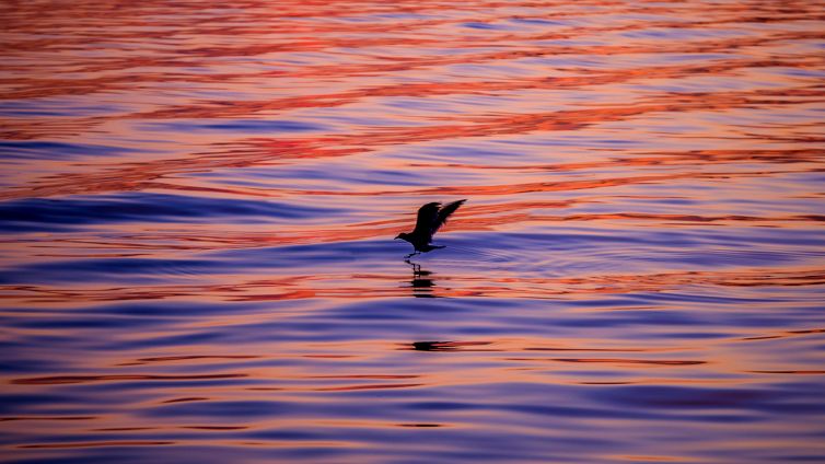 DavidSiqueiros_Daybreak_IP1690841