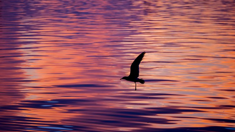 DavidSiqueiros_Daybreak_IP1700098