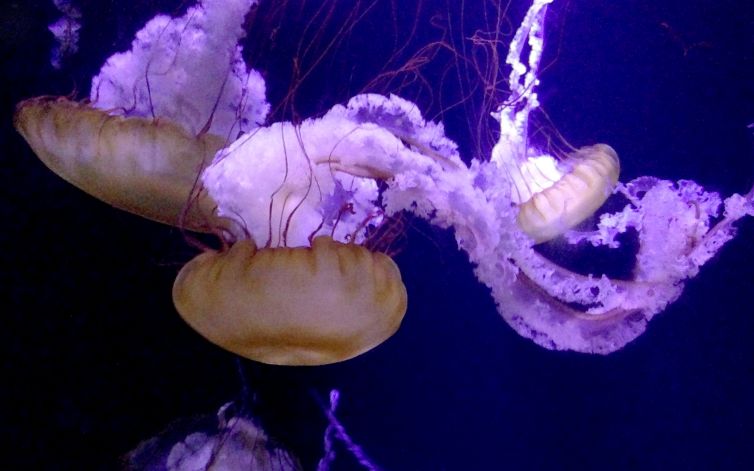 DavidSiqueiros_JellyFish2ByDavidSiqueiros