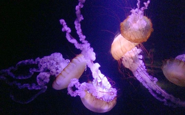 DavidSiqueiros_JellyFishByDavidSiqueiros